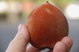 Mambolo, fruit de Diospyros blancoi, ou caca de chat à La Réunion